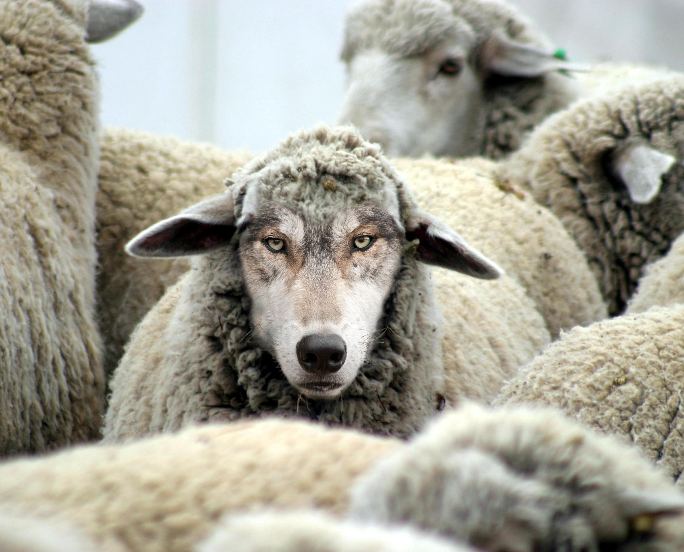 Ethan-Vanderbuilt-A-Wolf-in-Sheeps-Clothing